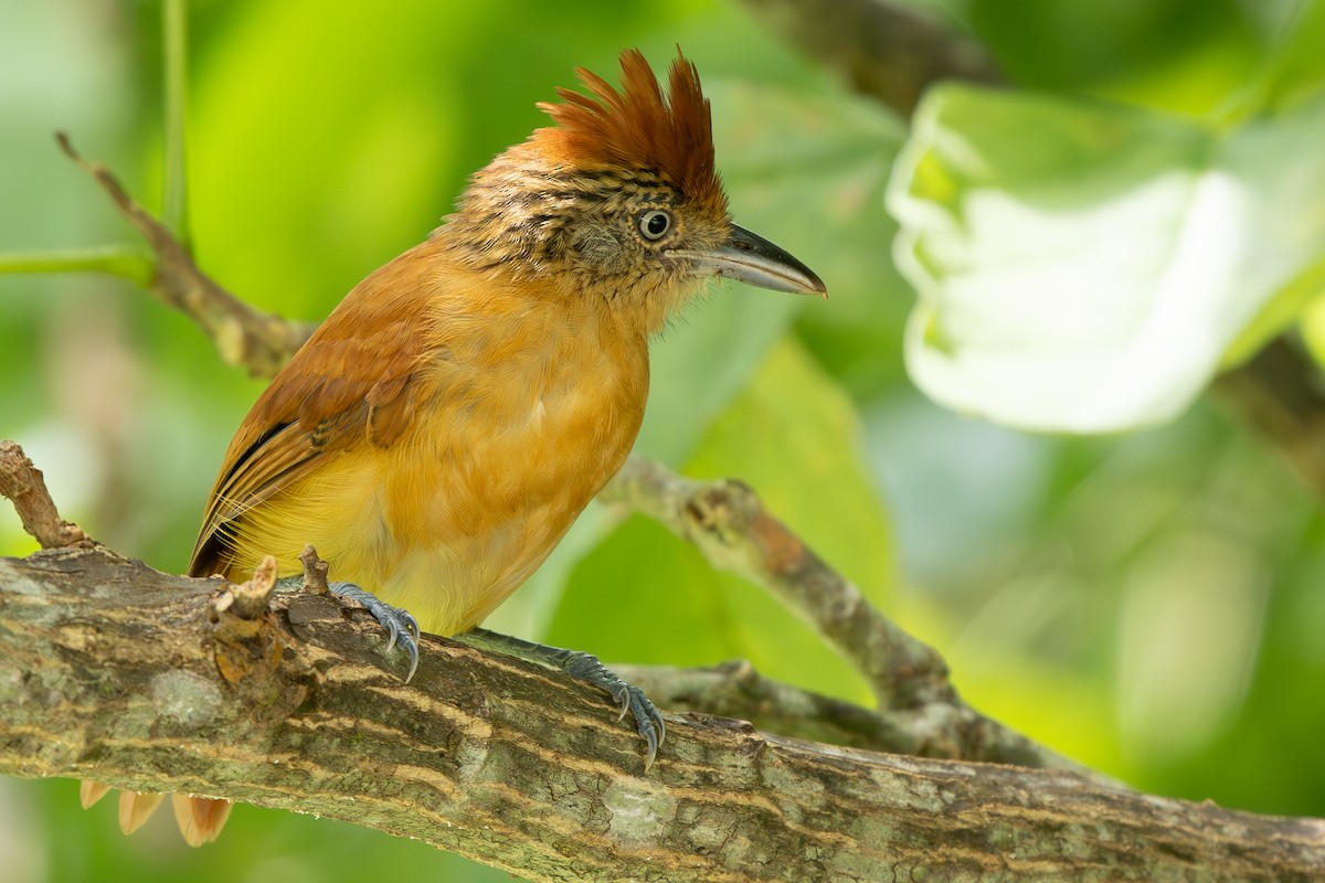 Barred Antshrike - ML644367406