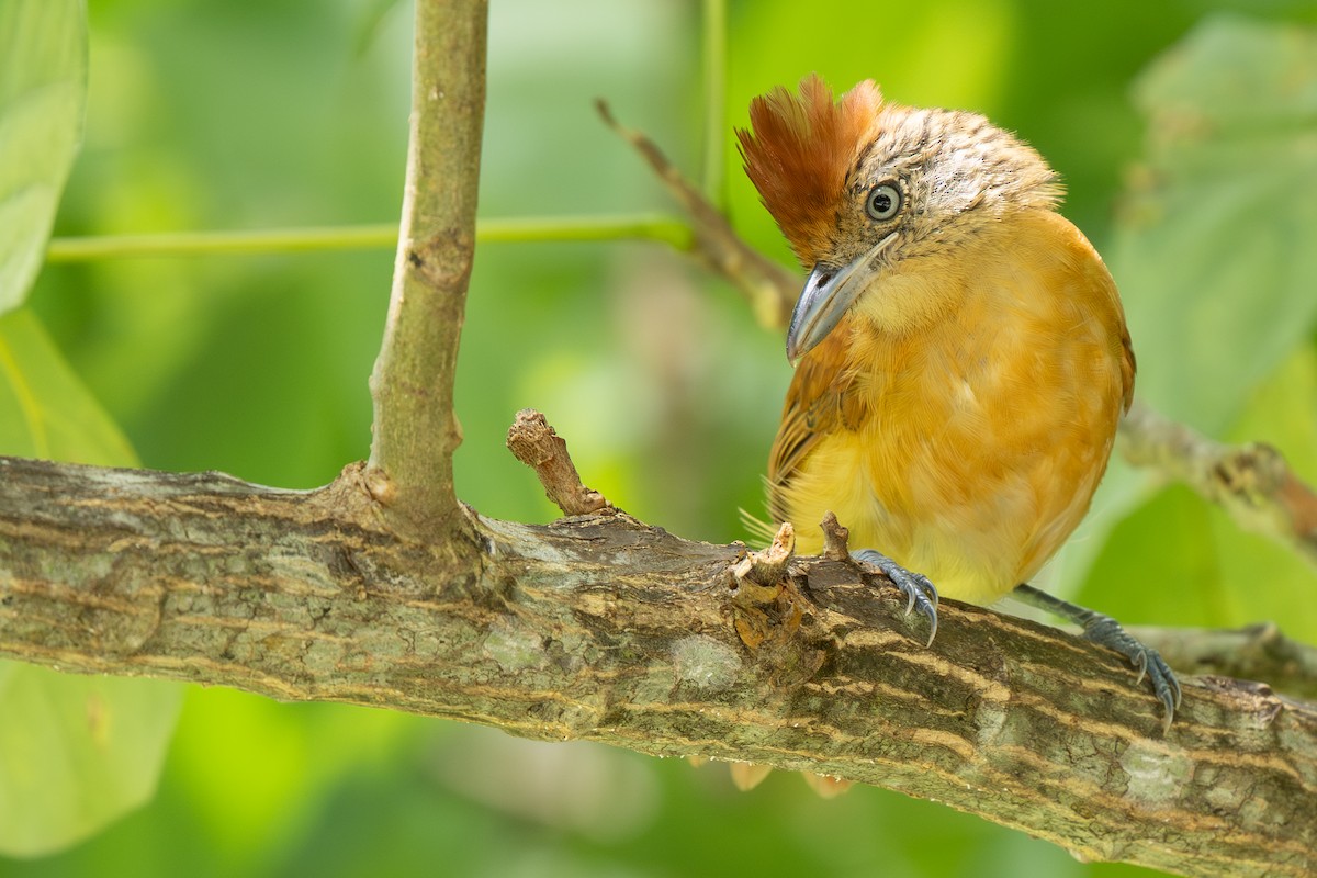 Barred Antshrike - ML644367407