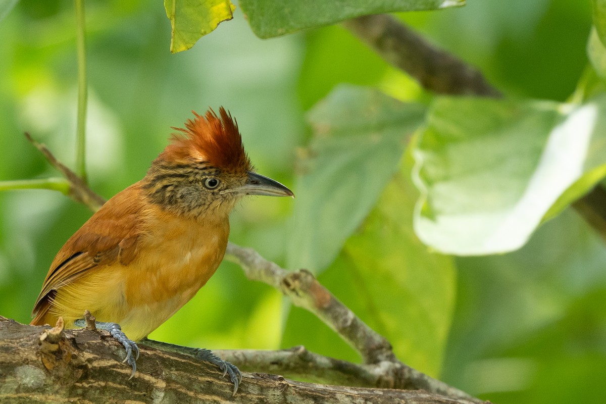 Barred Antshrike - ML644367408