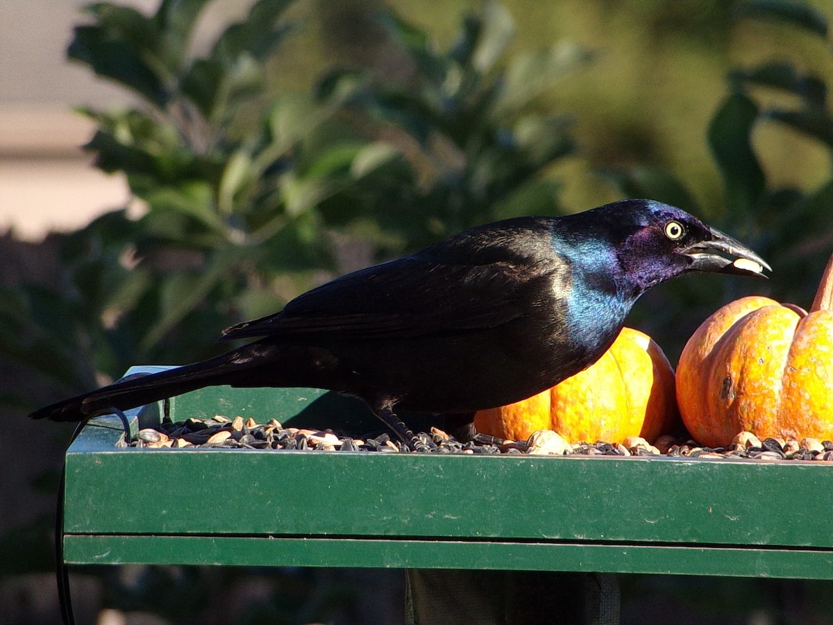 Quiscale bronzé - ML644367417