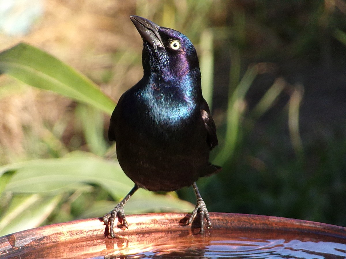 Quiscale bronzé - ML644367422