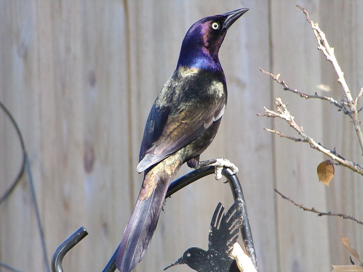 Quiscale bronzé - ML644367423