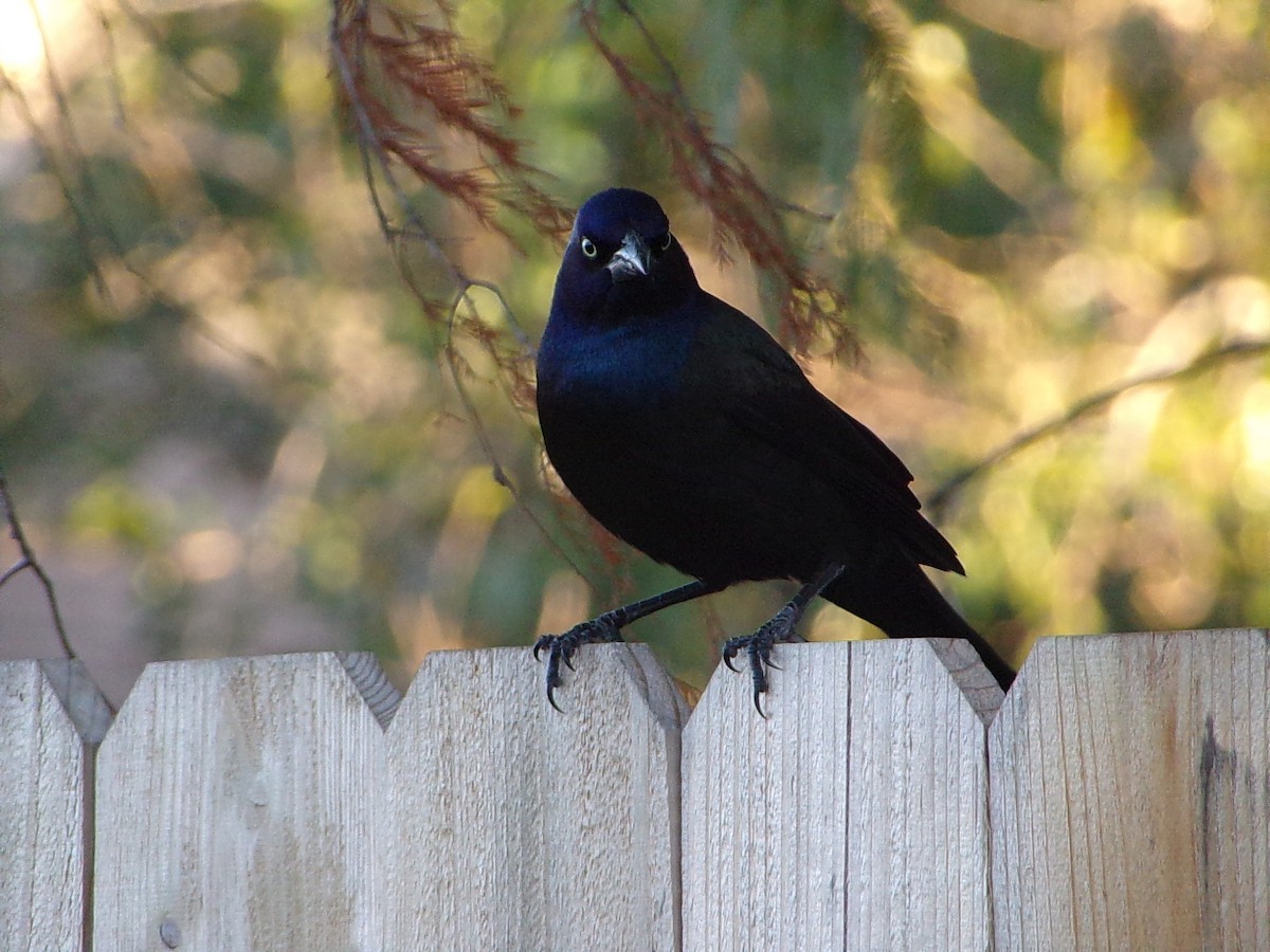 Quiscale bronzé - ML644367424