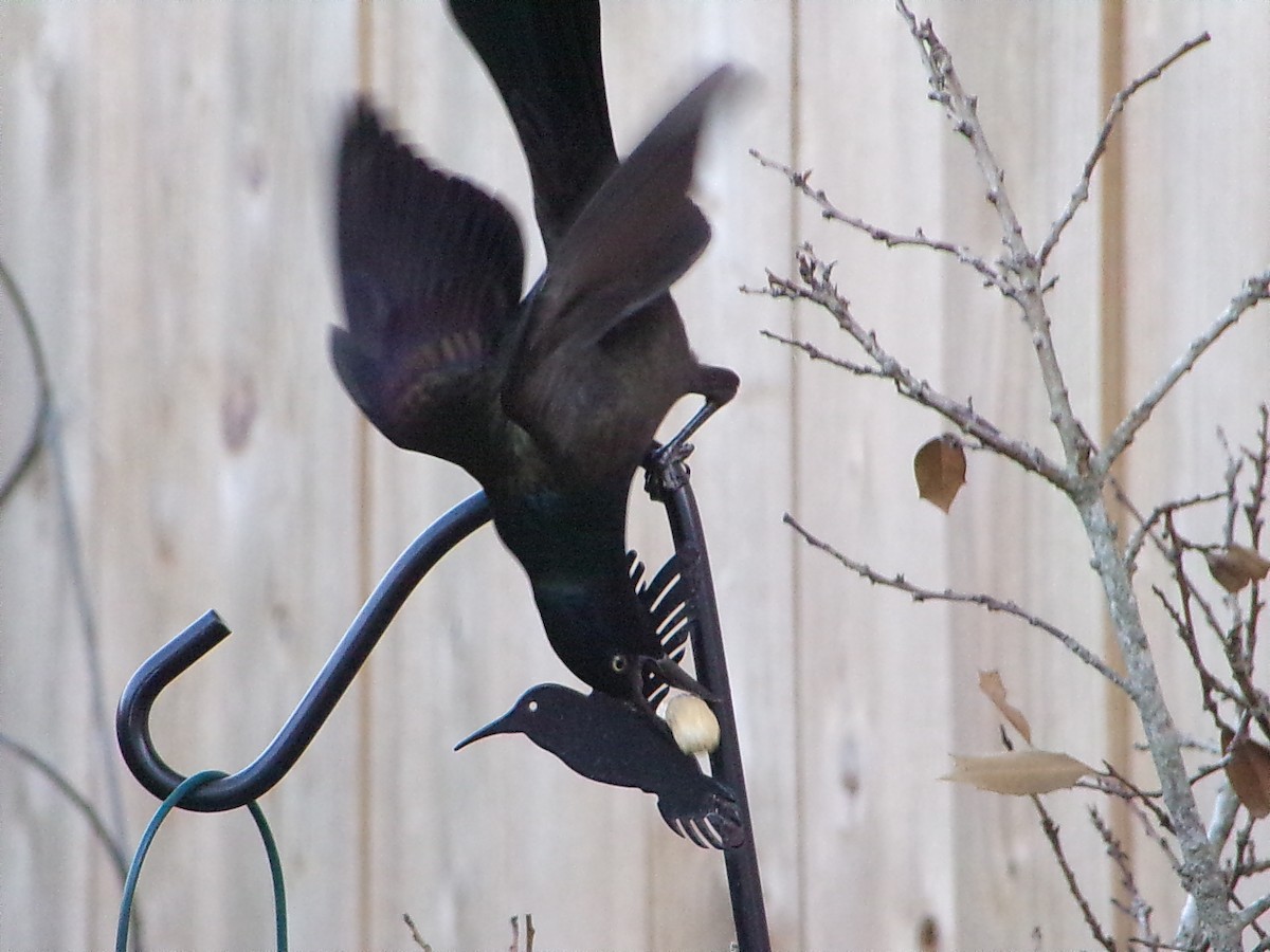 Quiscale bronzé - ML644367425