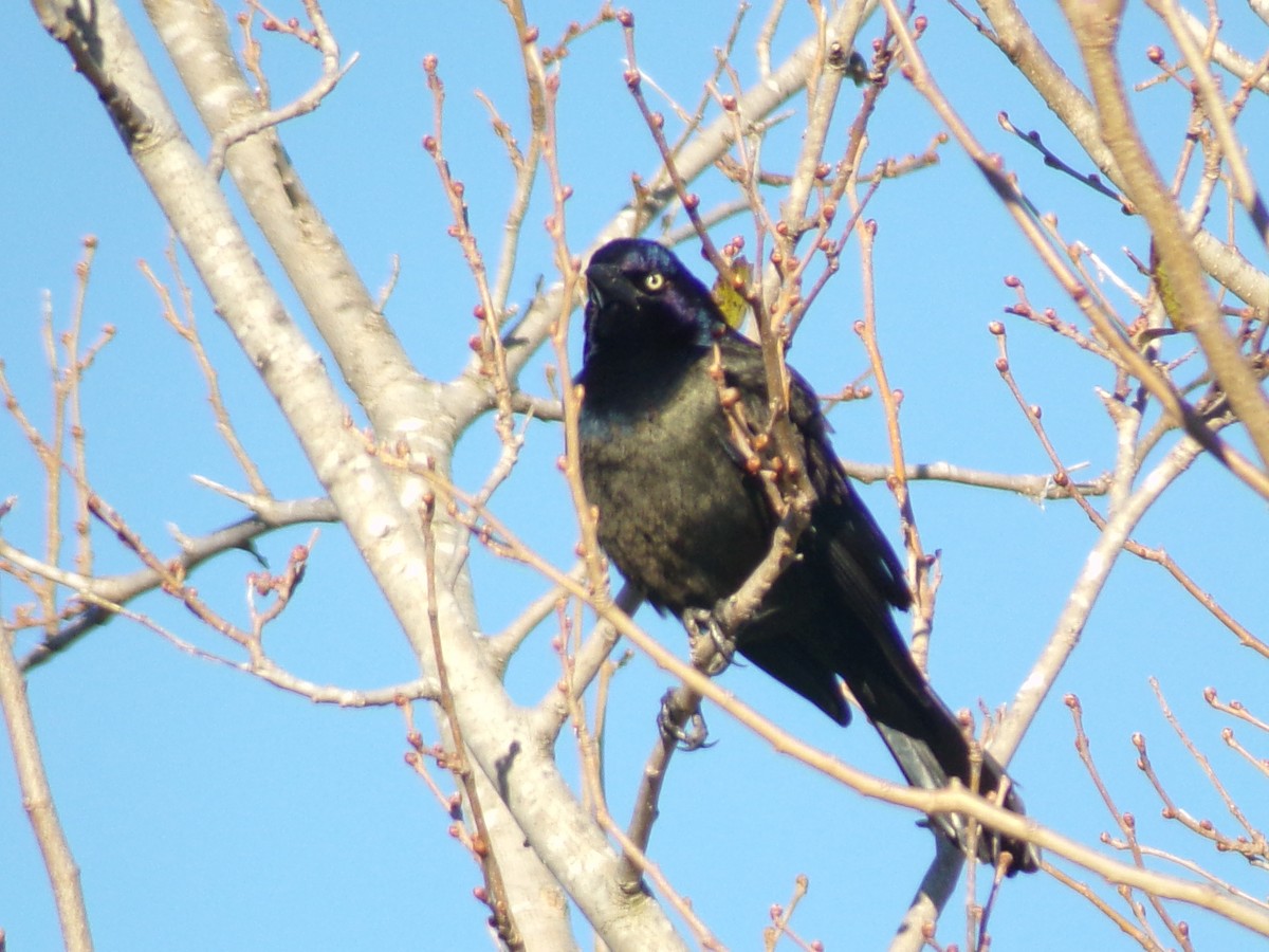 Quiscale bronzé - ML644367426