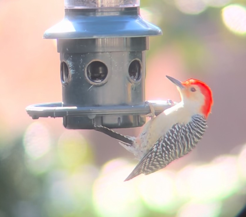 datel karolínský - ML644367439