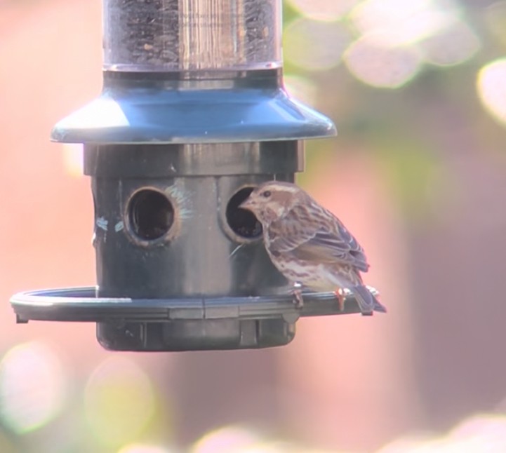 hýl nachový - ML644367459