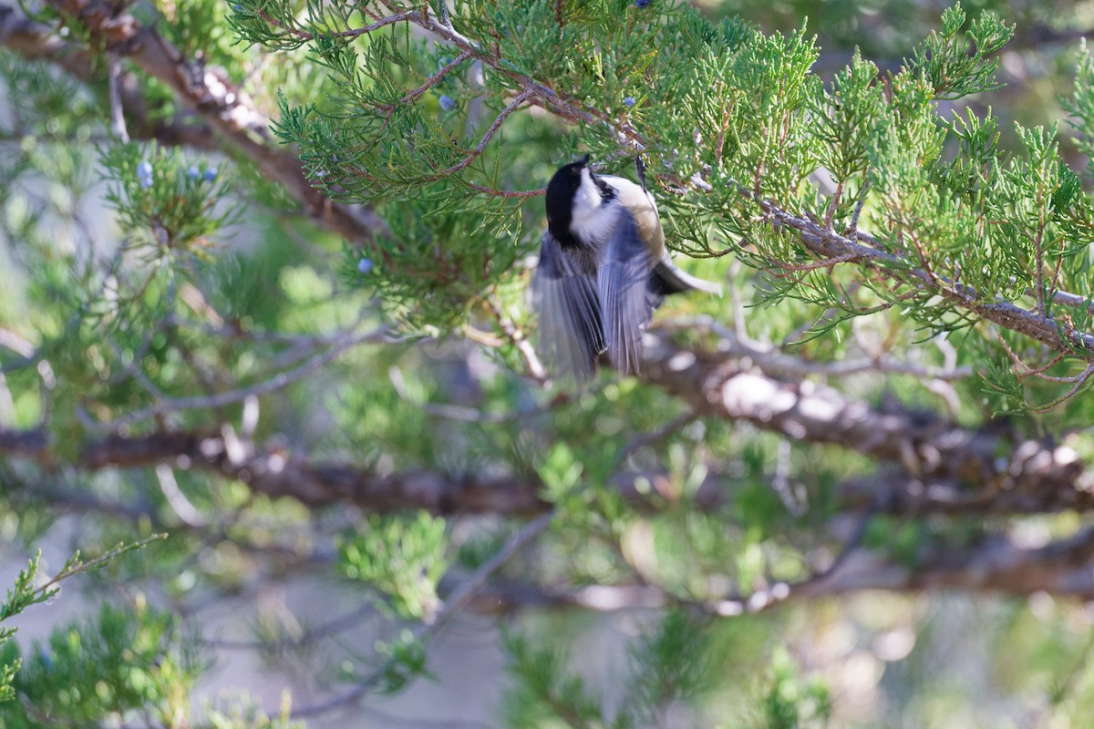 Black-capped Chickadee - ML644367460