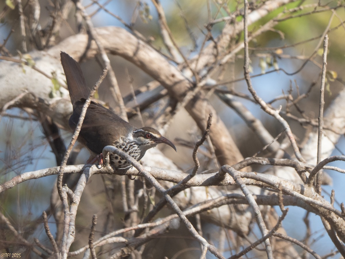 Mesito Monias - ML644367461