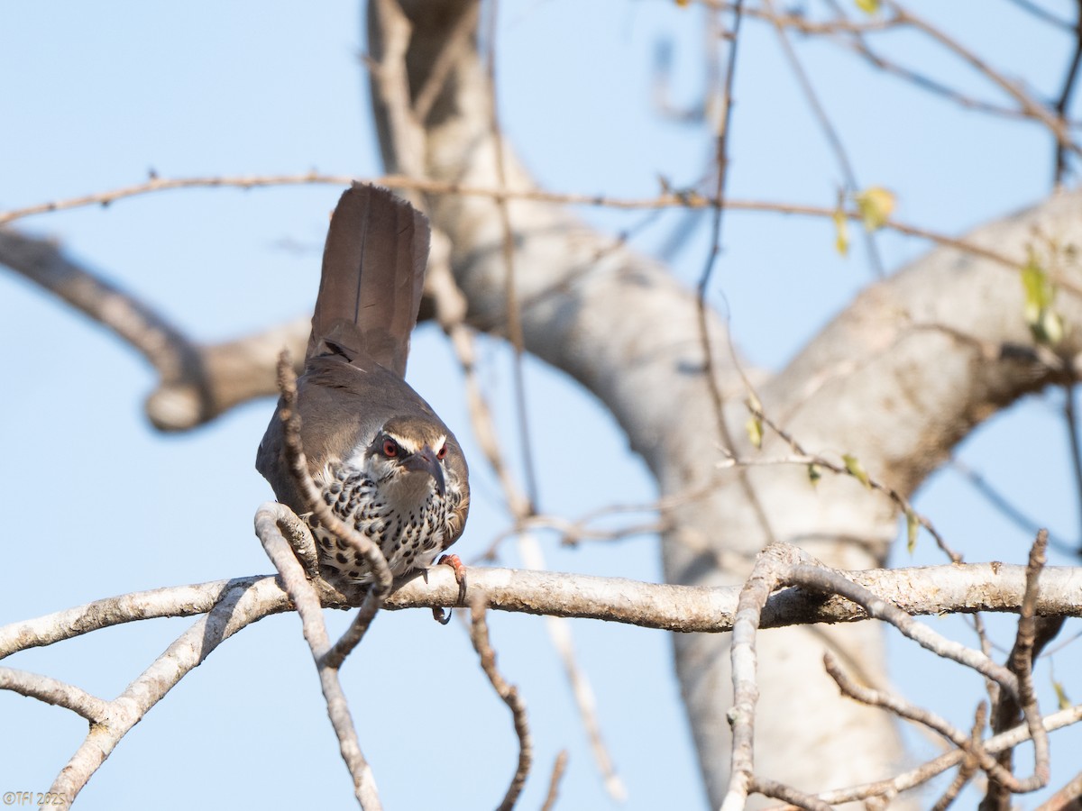 Mesito Monias - ML644367463