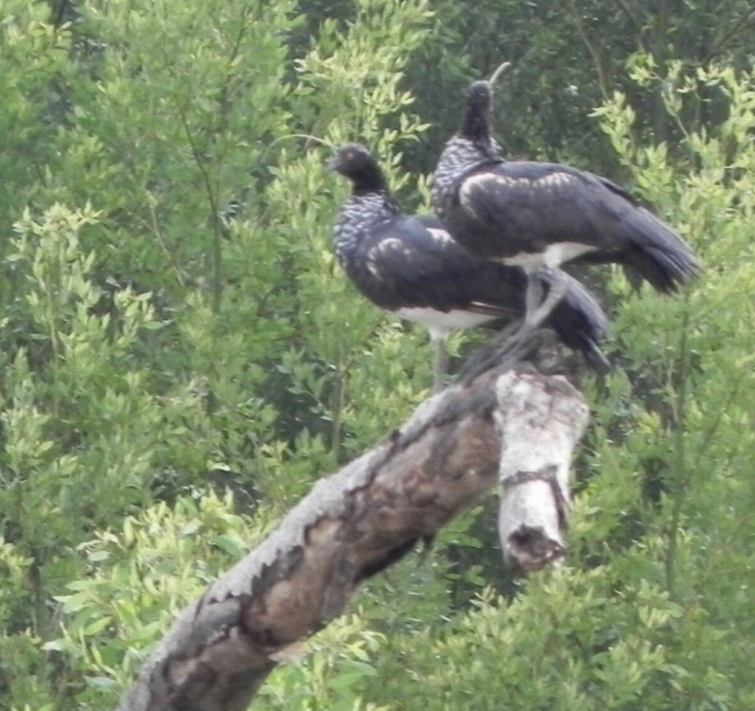 Horned Screamer - ML644367466