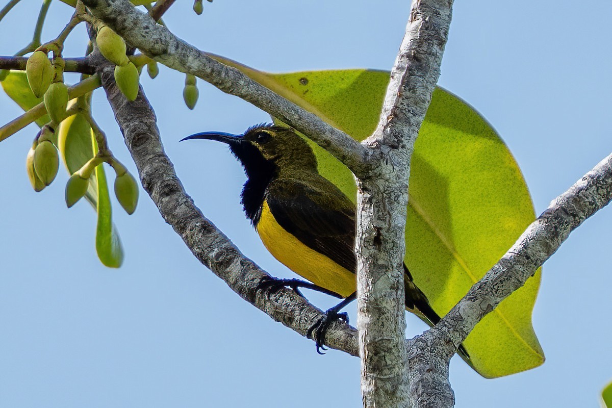 Sahul Sunbird - ML644367467