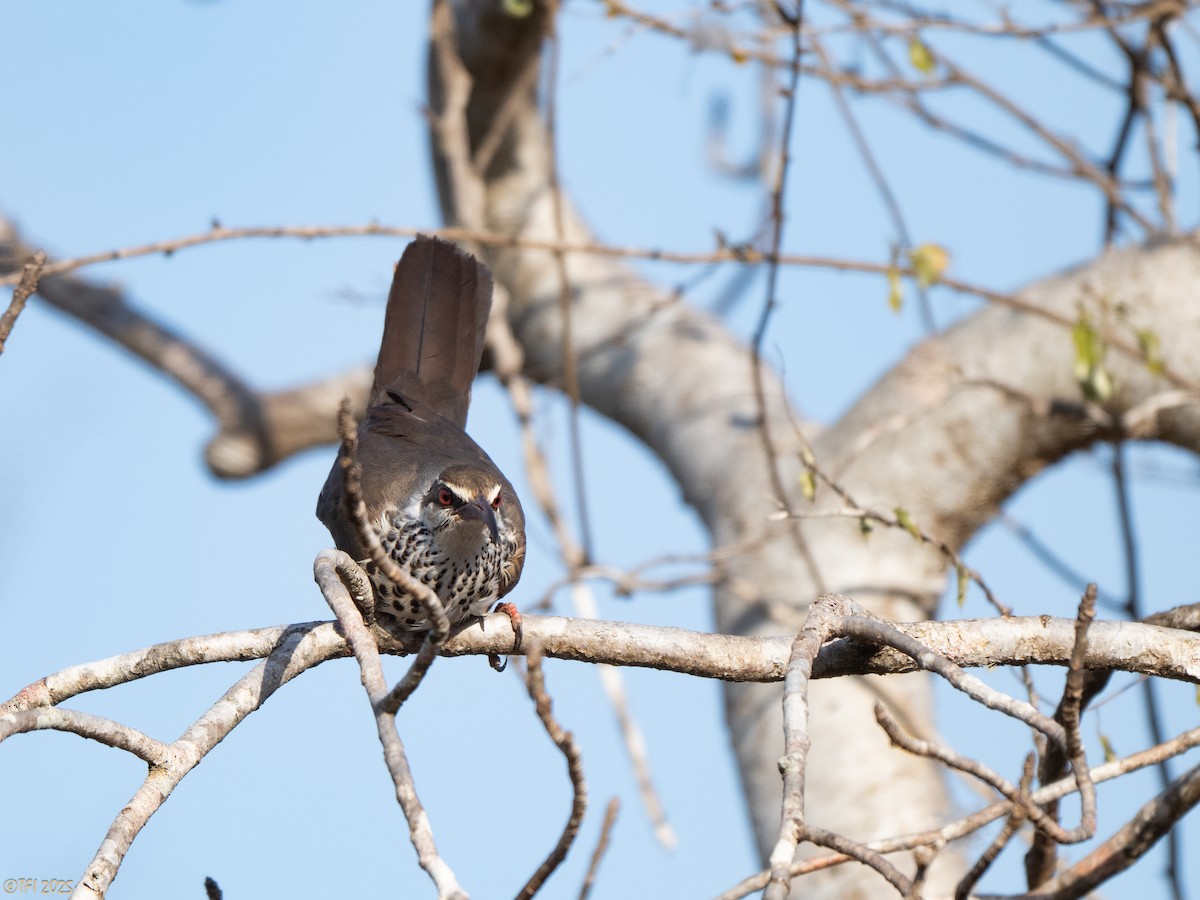Mesito Monias - ML644367469