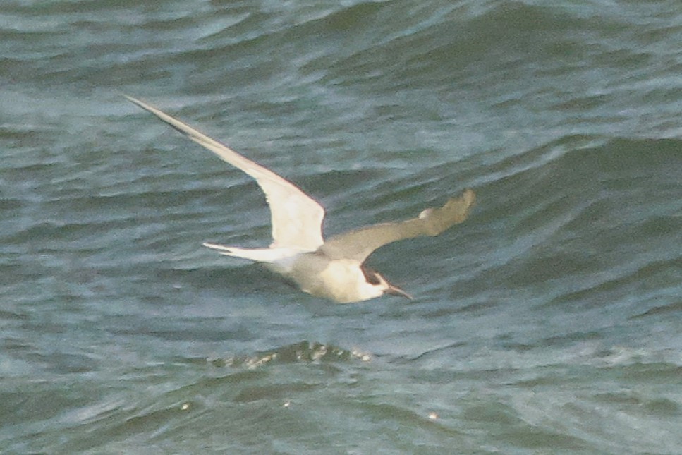 Речная крачка - ML644367470