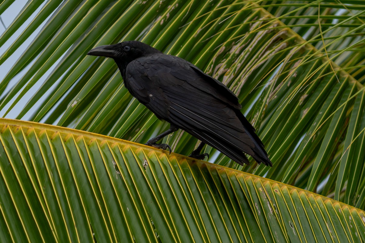 Torresian Crow - ML644367473