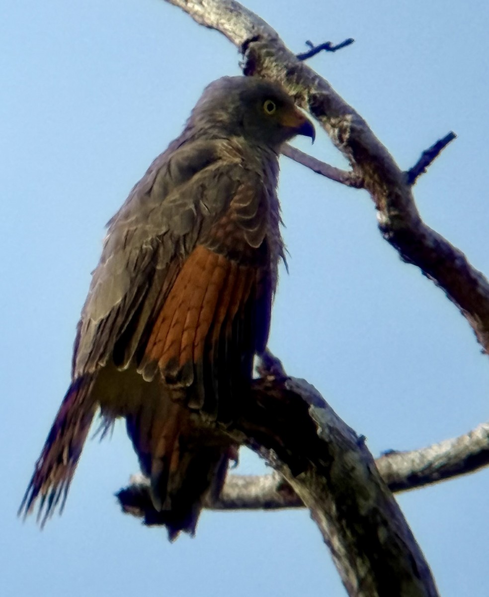 Yol Şahini - ML644367484