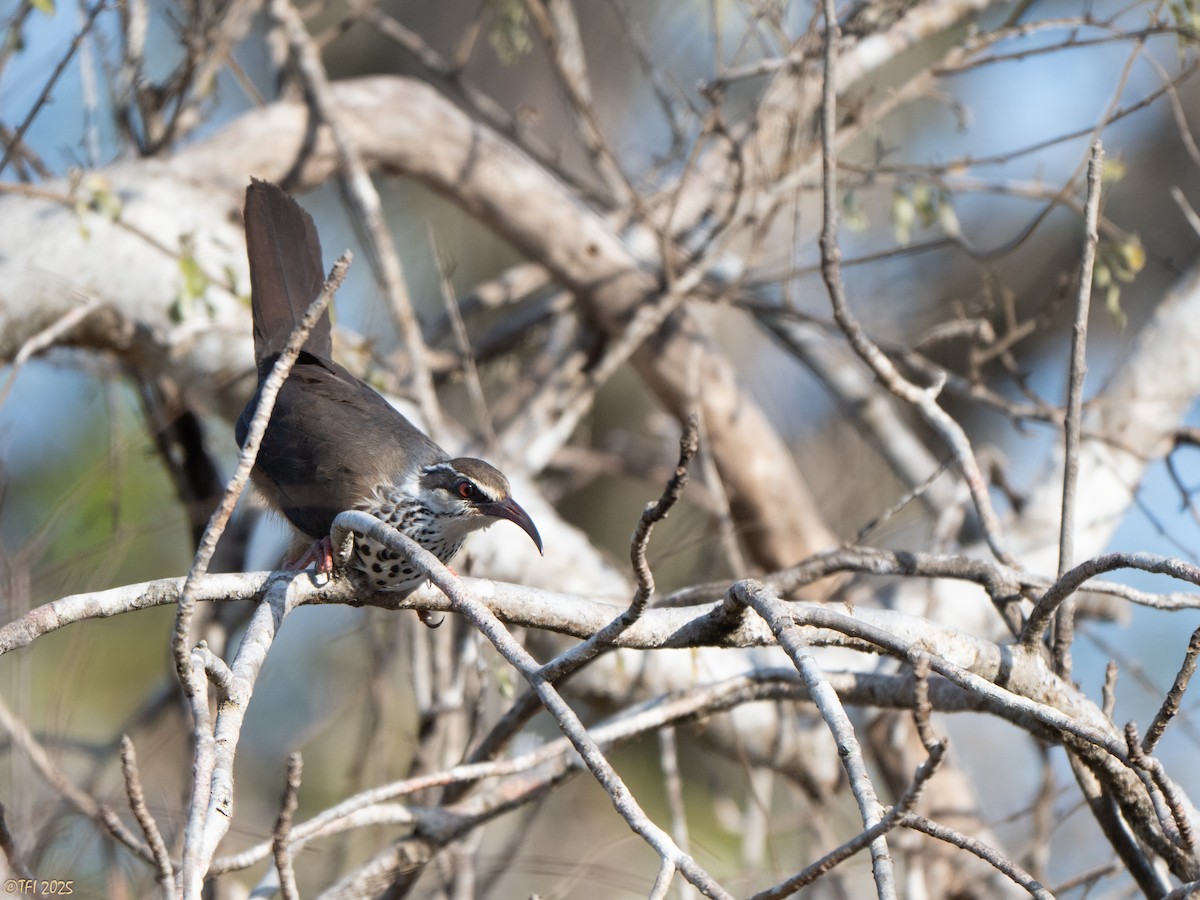 Mesito Monias - ML644367489