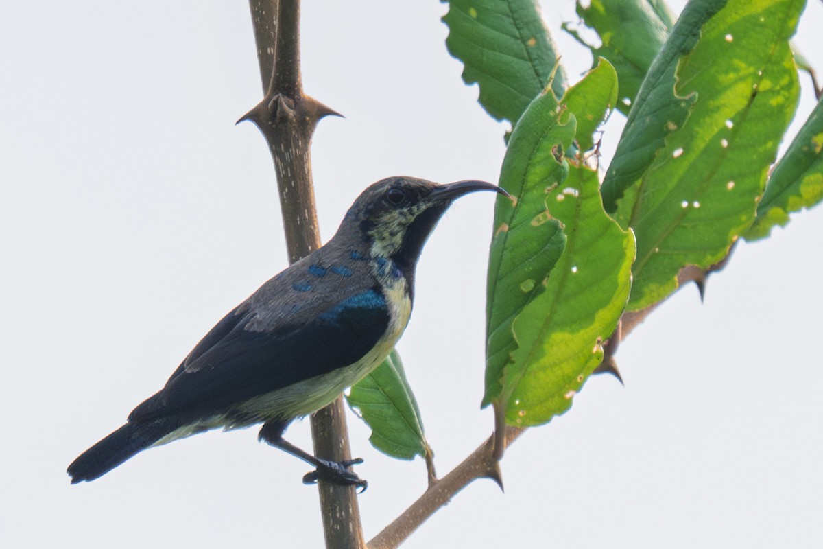 Purple Sunbird - ML644367504