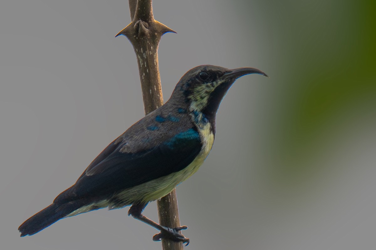 Purple Sunbird - ML644367505