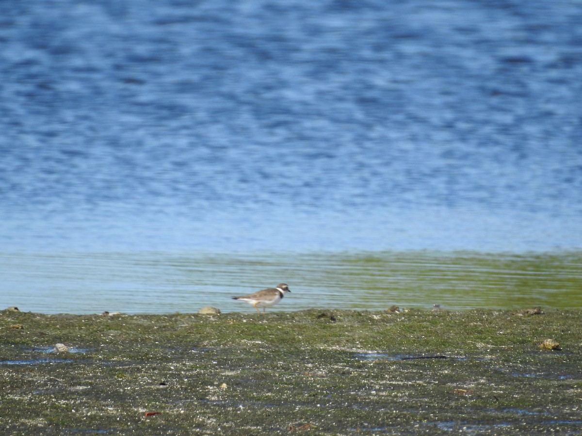 Semipalmated Plover - ML644367516