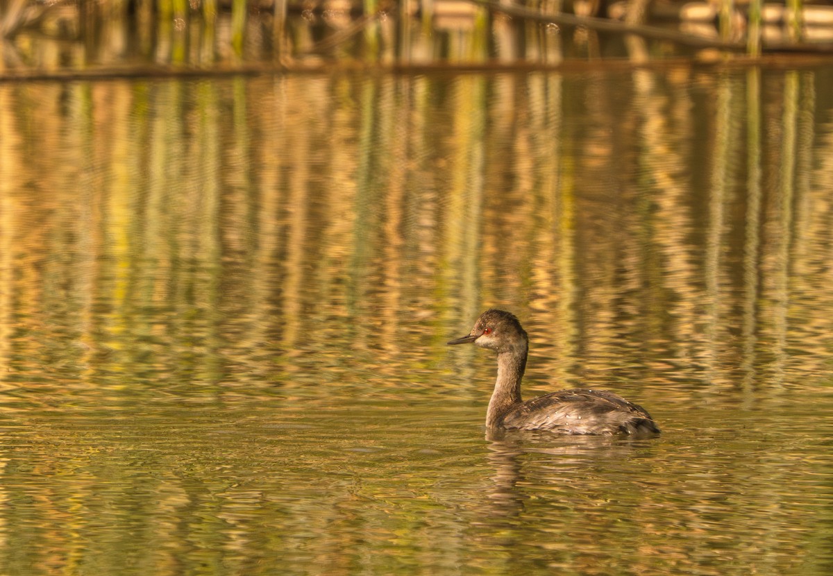 Eared Grebe - ML644367520