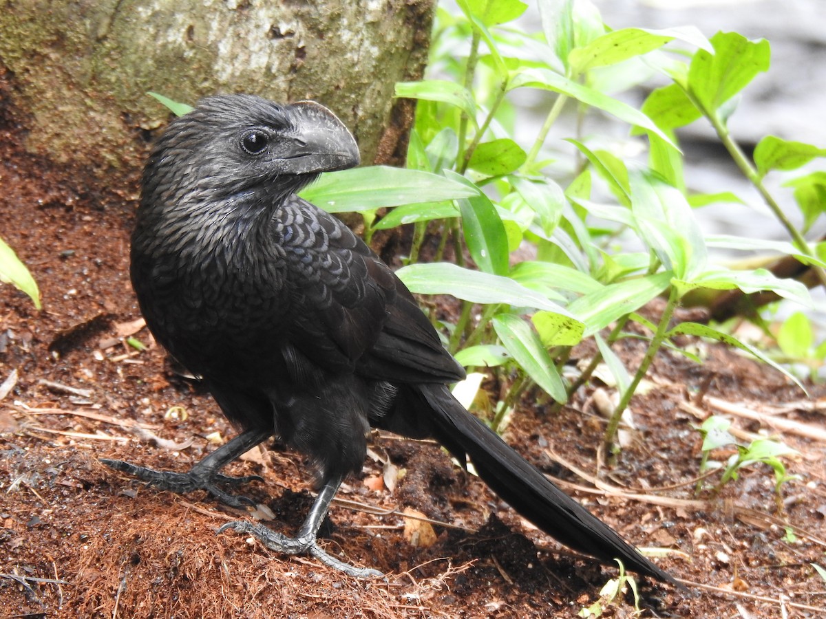 Ani à bec lisse - ML644367521