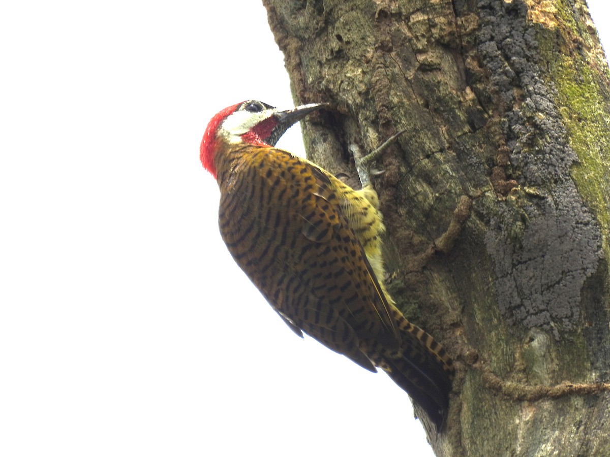 Spot-breasted Woodpecker - ML644367527