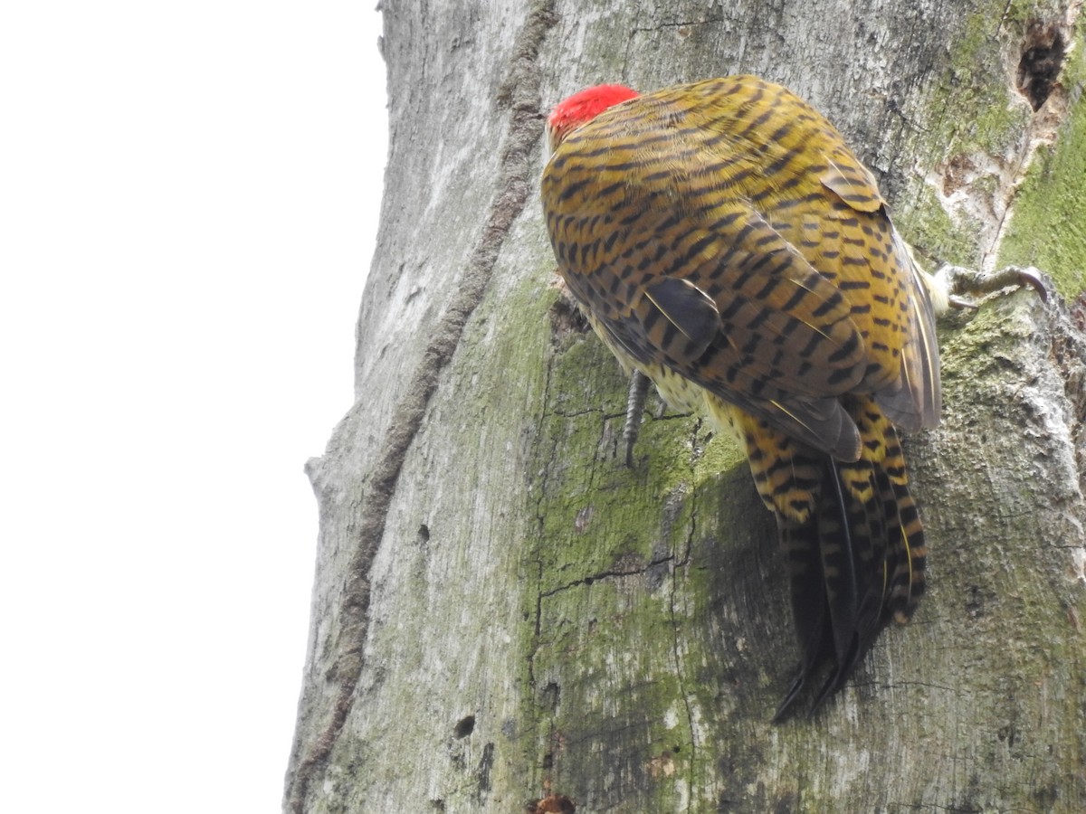 Spot-breasted Woodpecker - ML644367528