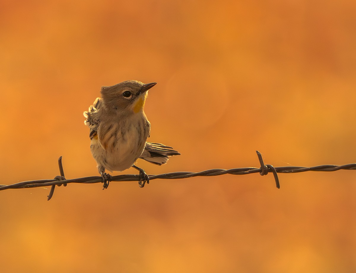 Yellow-rumped Warbler (Audubon's) - ML644367529