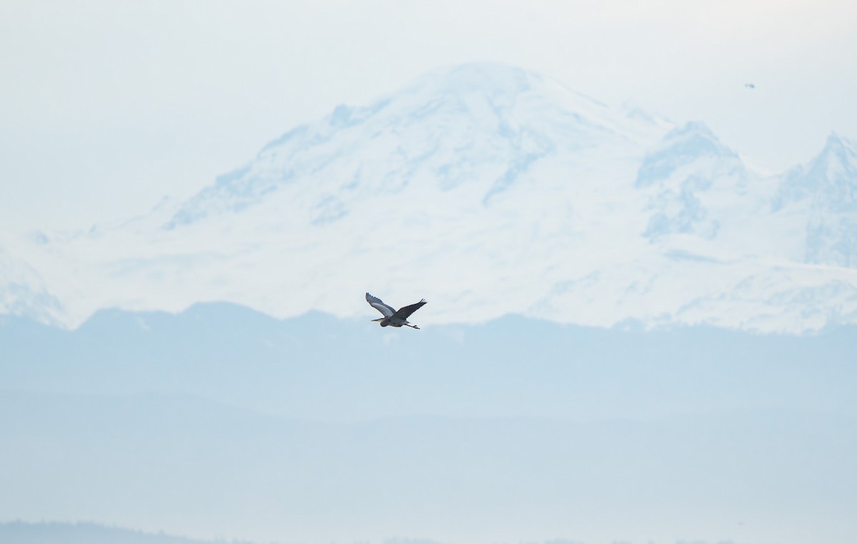 Great Blue Heron (Great Blue) - ML644367531