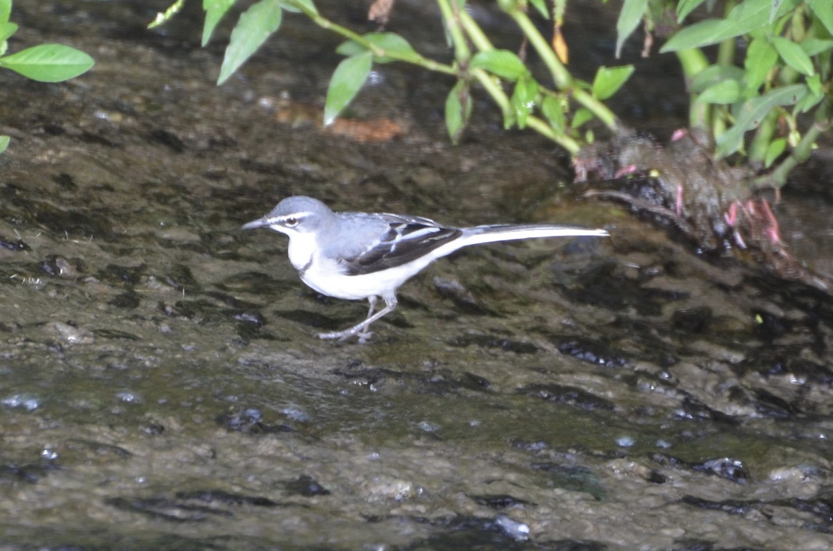 ハイイロハクセキレイ - ML644367533