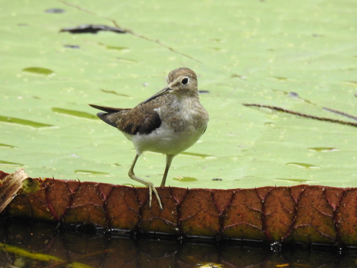 コシグロクサシギ - ML644367539