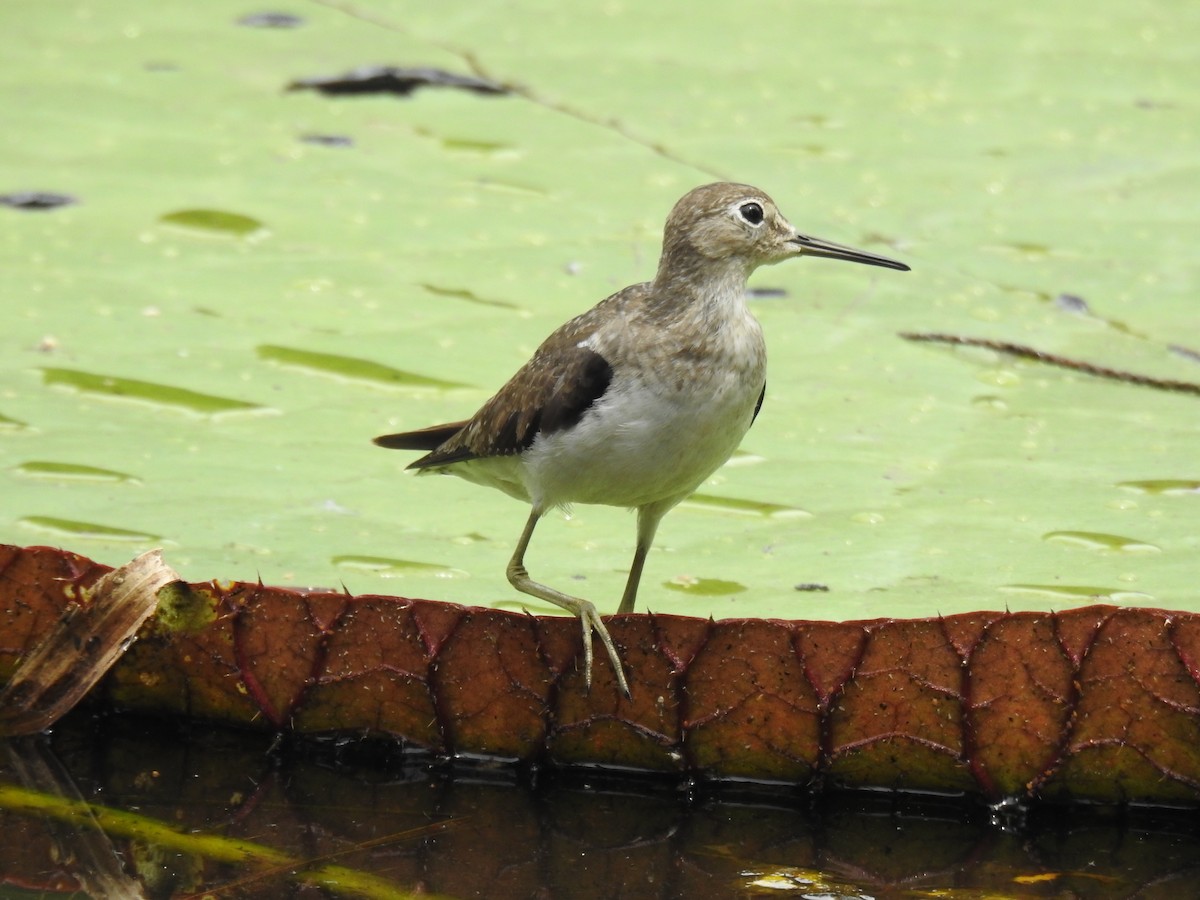 コシグロクサシギ - ML644367540