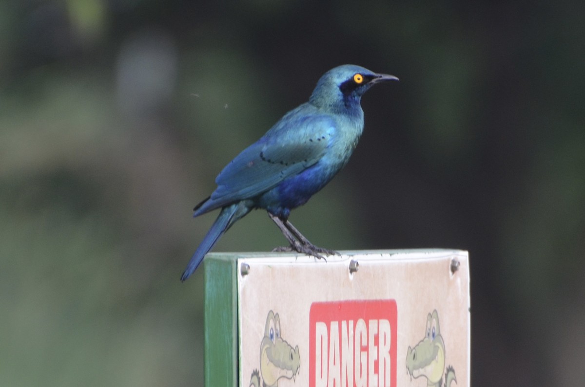 Greater Blue-eared Starling - ML644367545