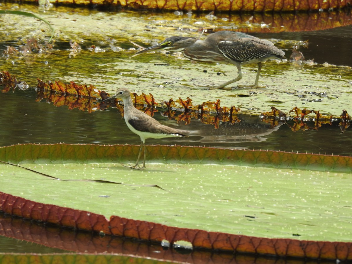 コシグロクサシギ - ML644367549