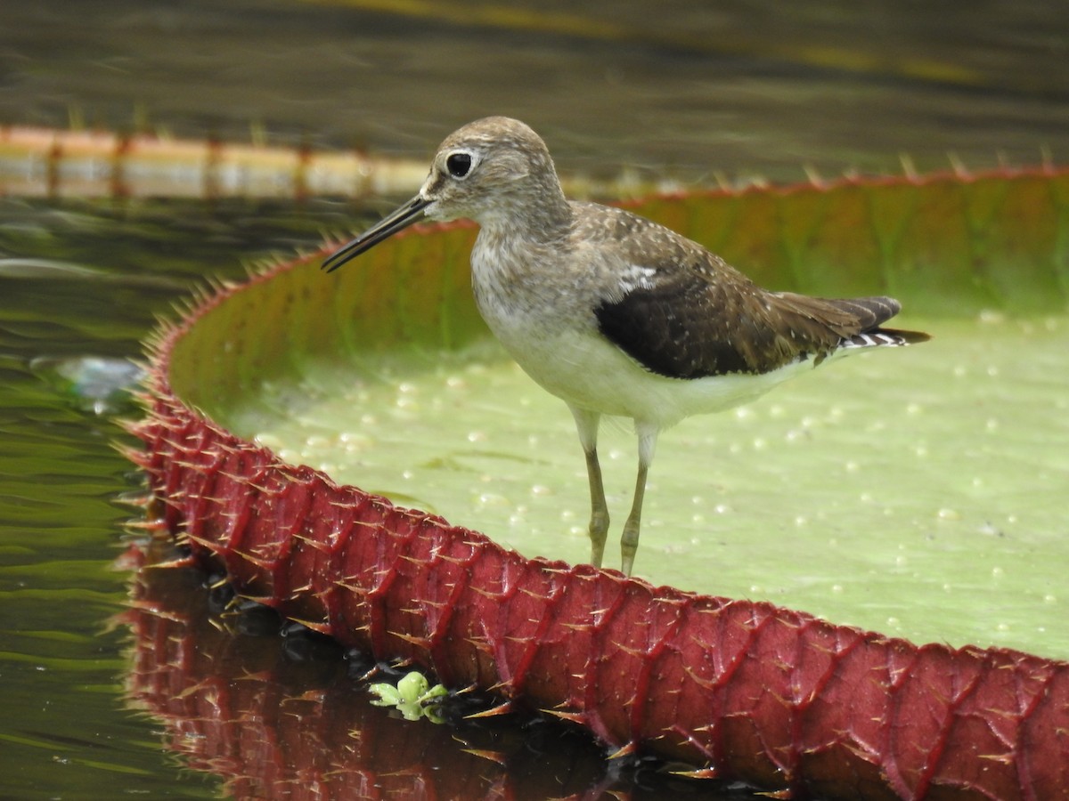 コシグロクサシギ - ML644367550