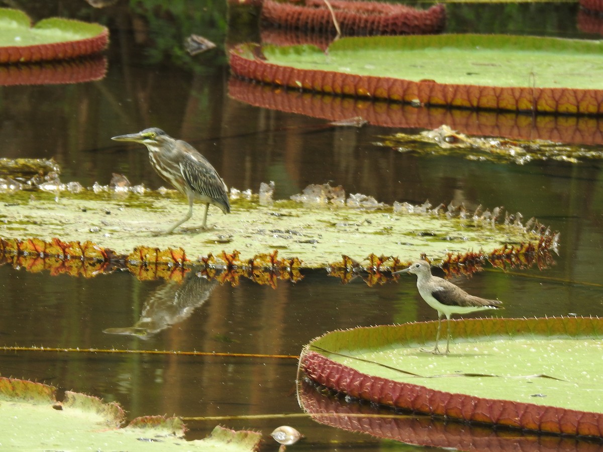 コシグロクサシギ - ML644367551