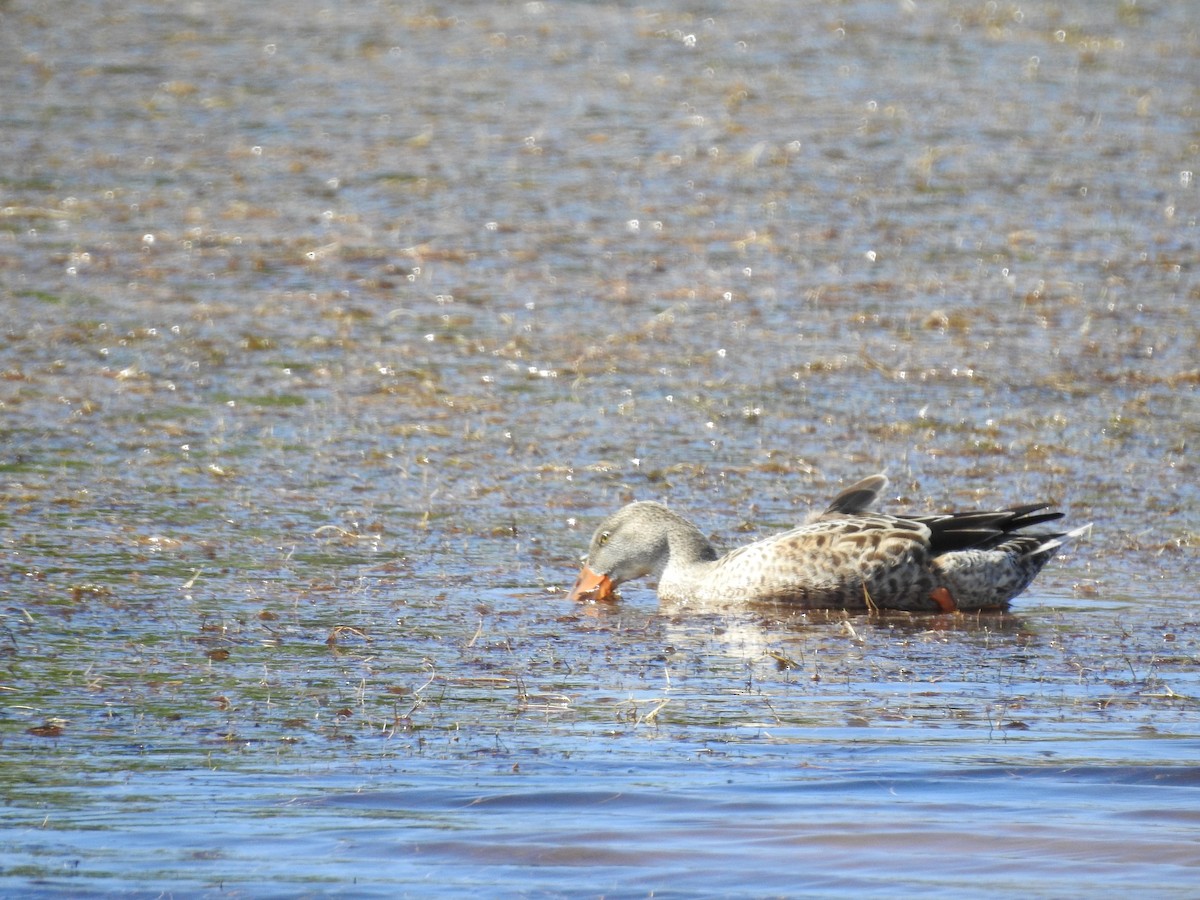Northern Shoveler - ML644367554
