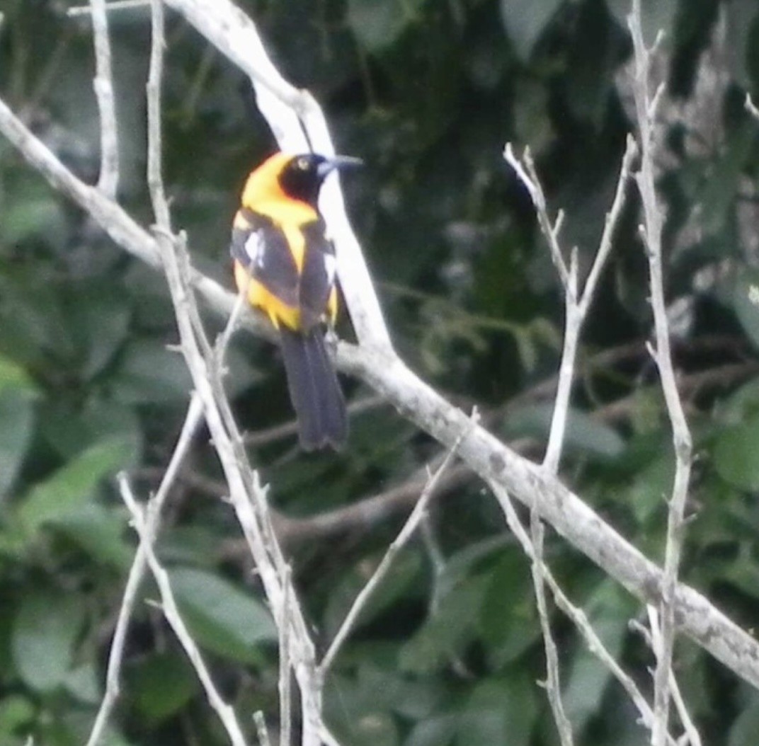 コシアカムクドリモドキ - ML644367556