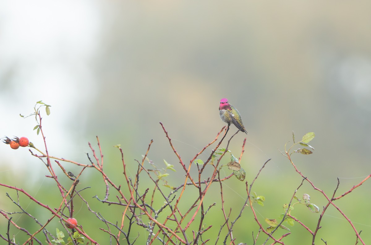 Anna's Hummingbird - ML644367561