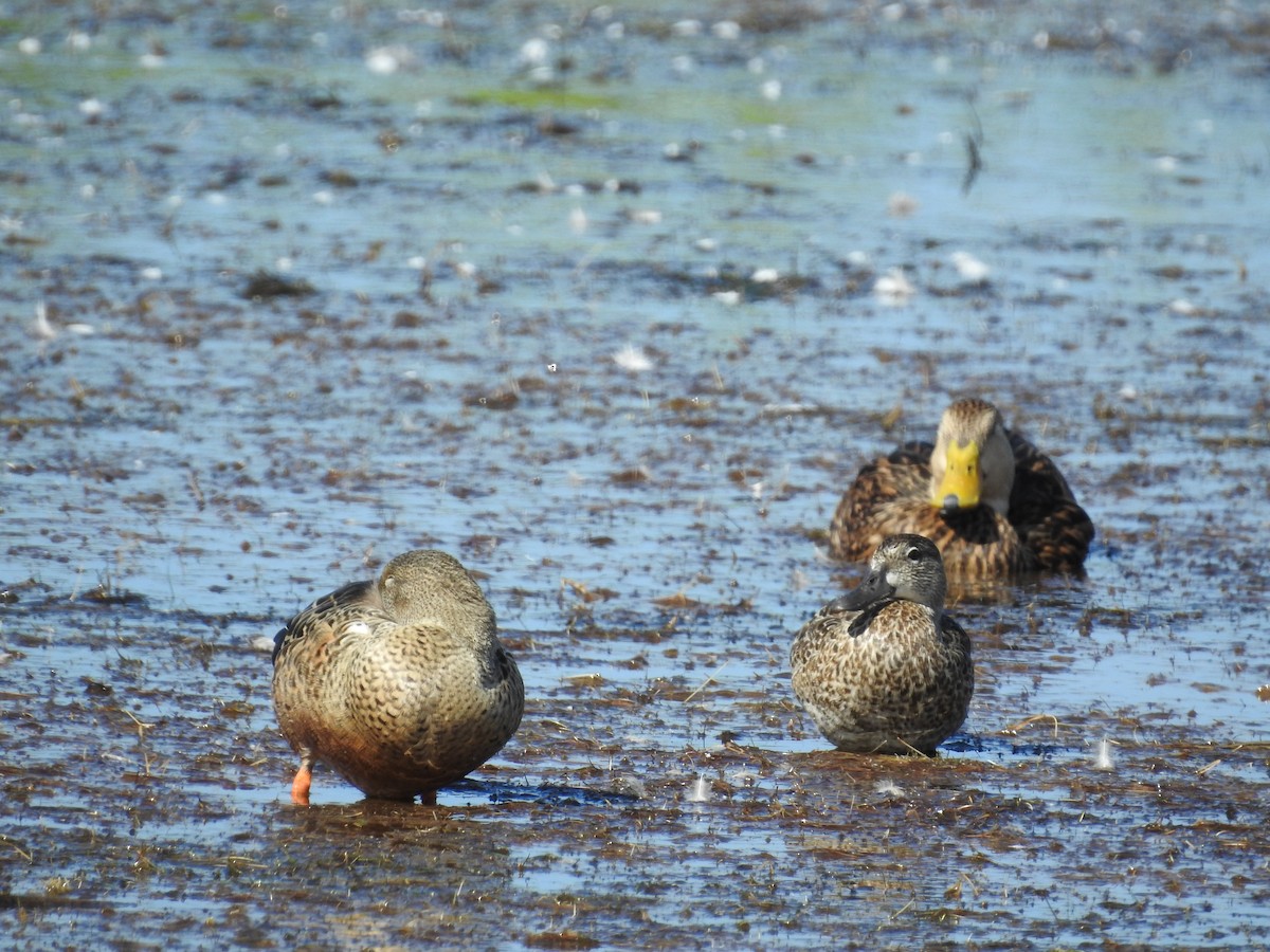 Mottled Duck - ML644367564