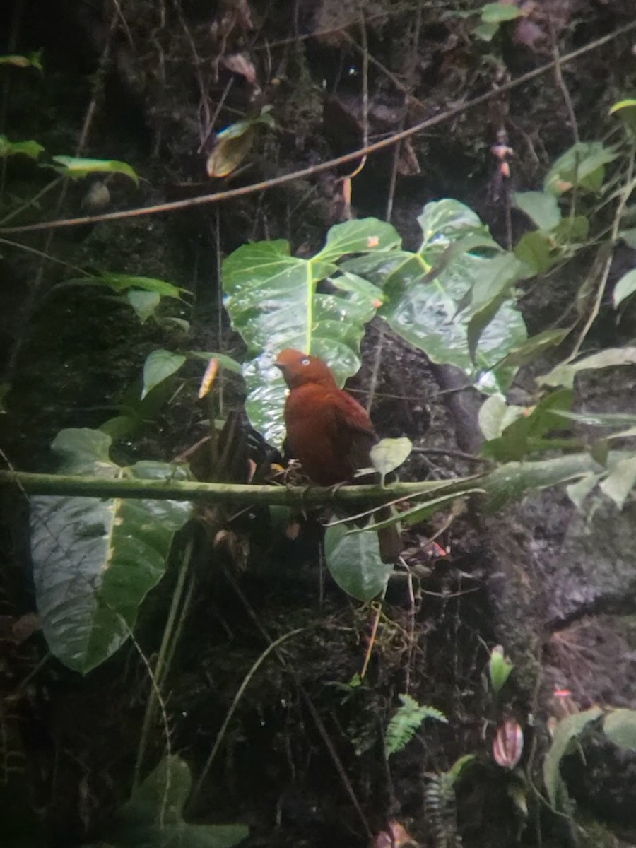 Andean Cock-of-the-rock - ML644367565