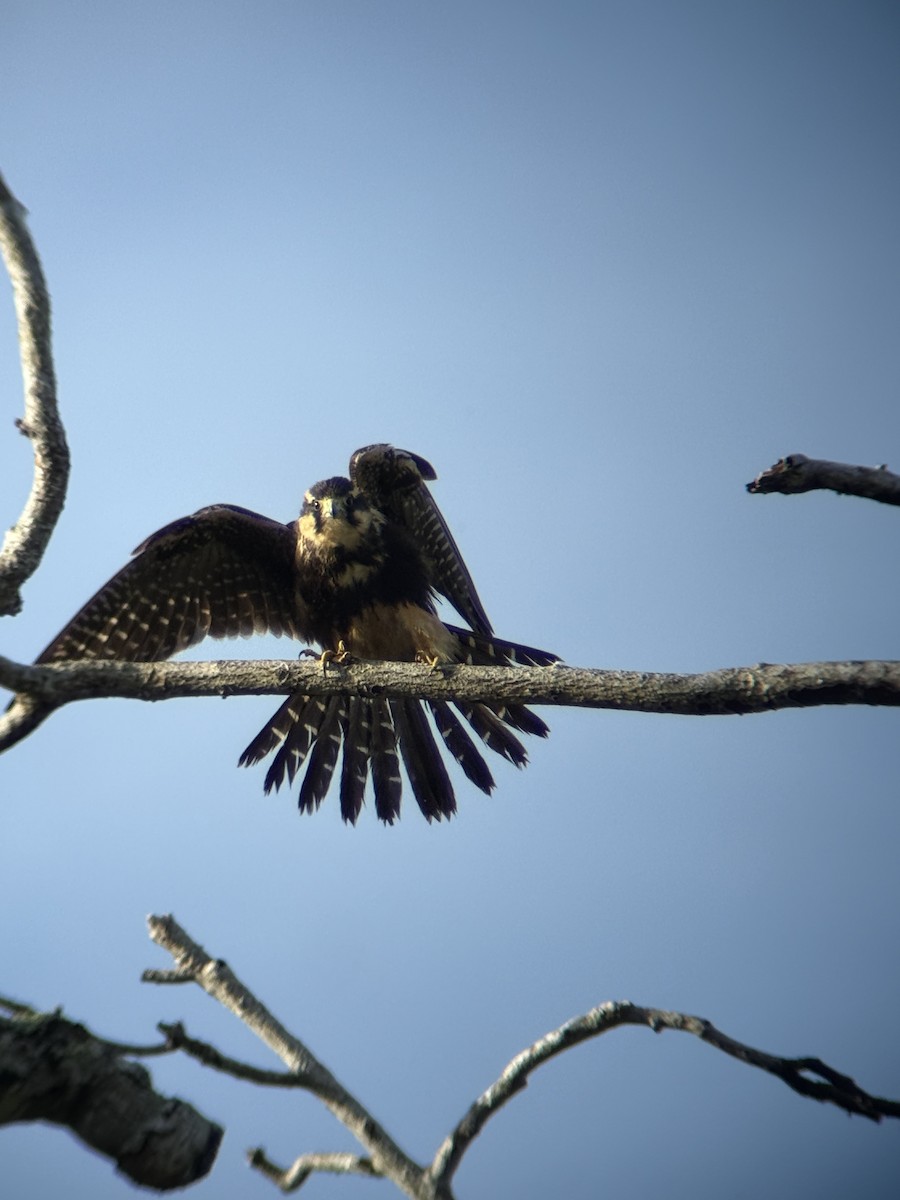 Belatz galtzaduna - ML644367581