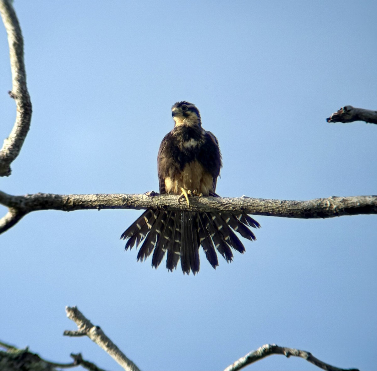 Belatz galtzaduna - ML644367586