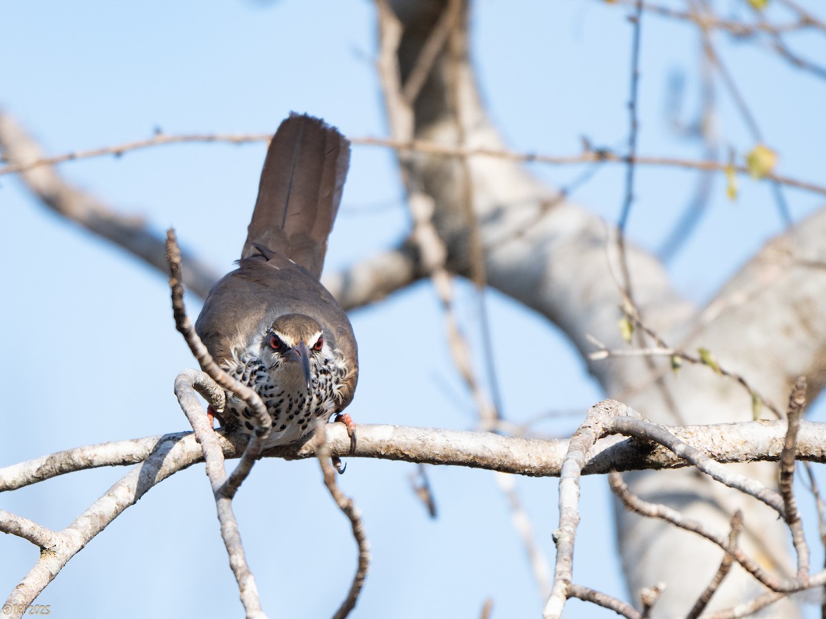 Mesito Monias - ML644367590
