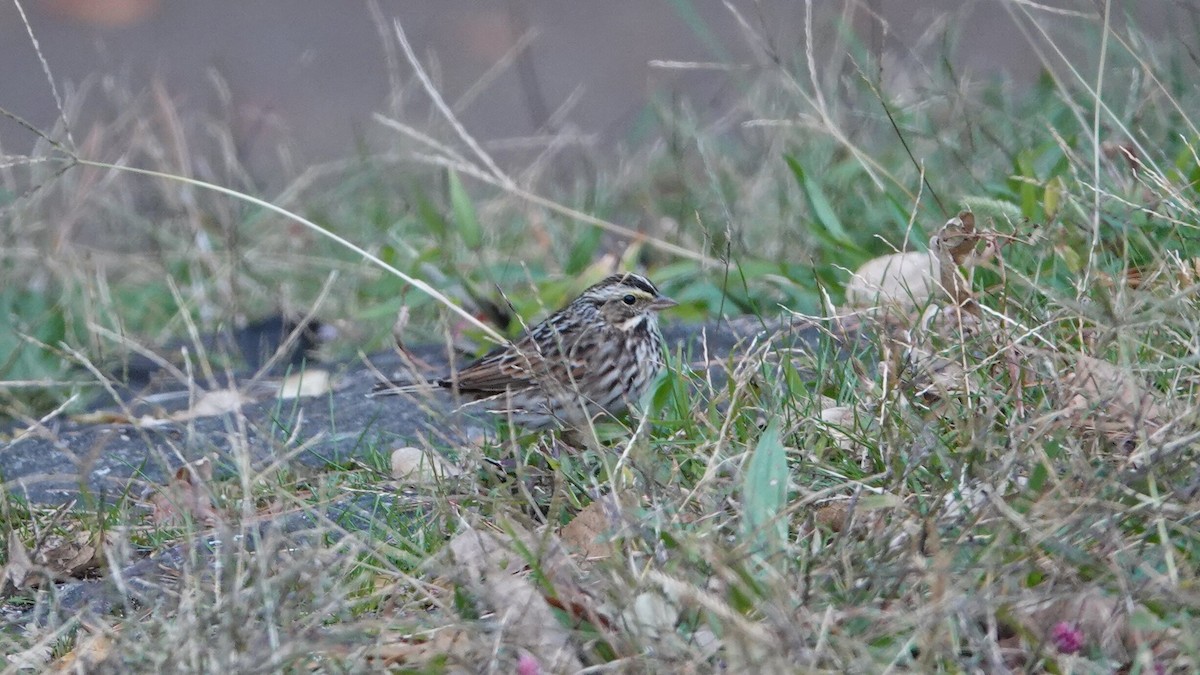 Grasammer - ML644367601