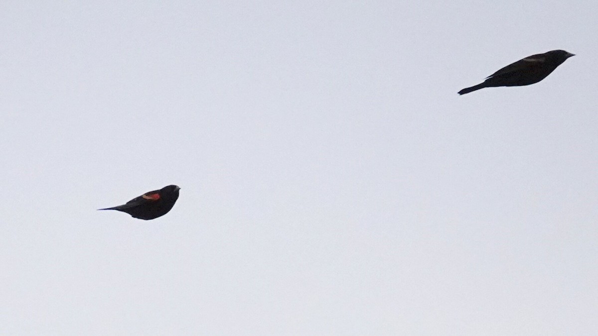 Rotflügelstärling - ML644367605