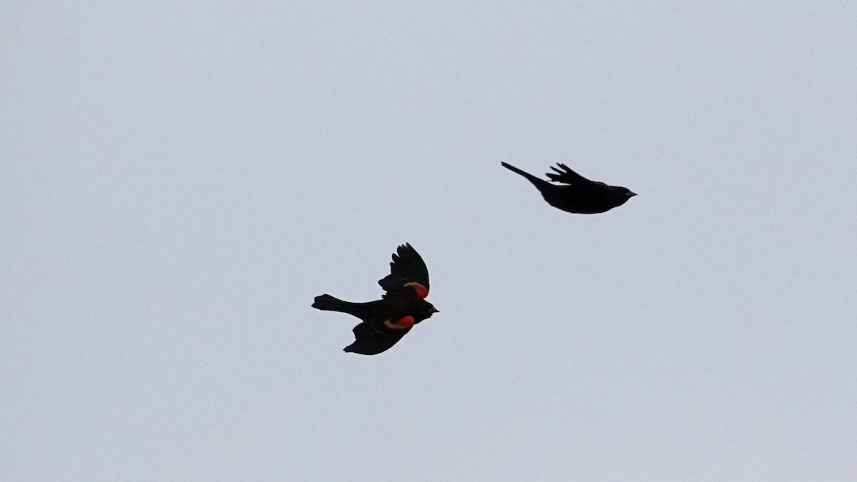 Rotflügelstärling - ML644367606