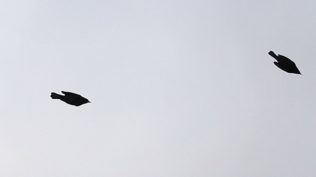 Rotflügelstärling - ML644367607