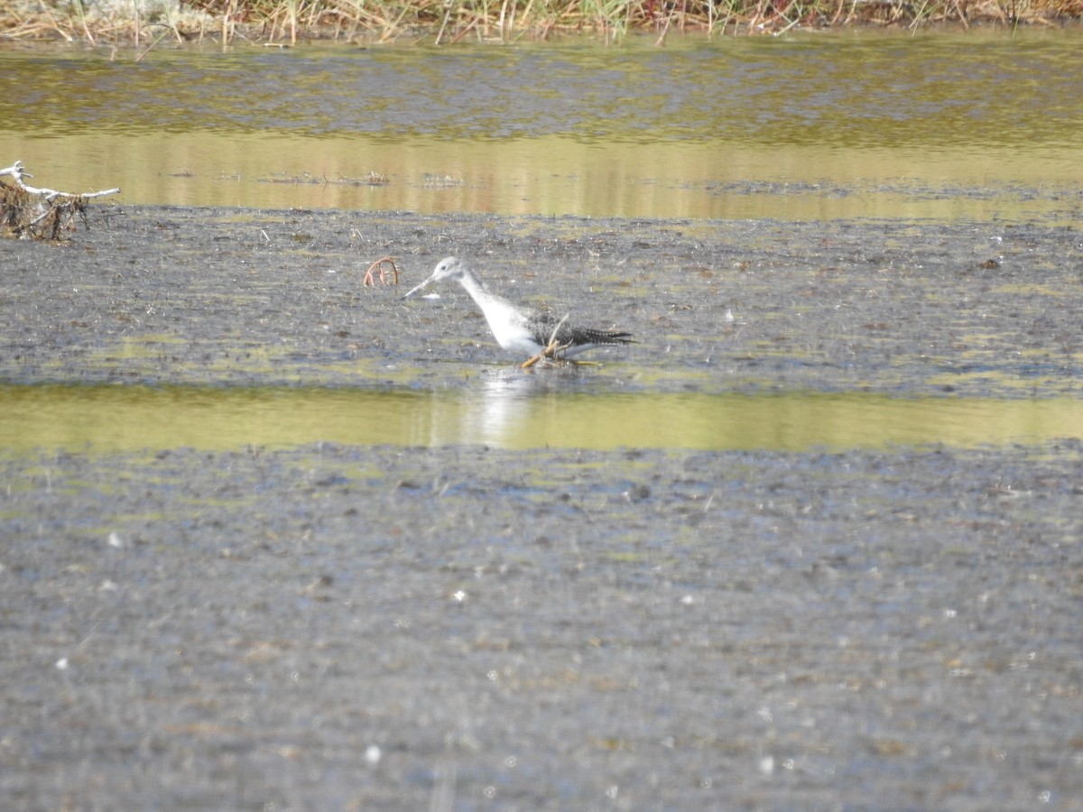 Greater Yellowlegs - ML644367609